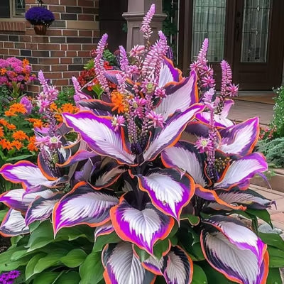 SVOZK® Premium Rare Hosta Seeds💐🔥1 Pack-100 Seeds "The Queen of the Shade Garden" - Freshly Packed, High Germination, Exotic Varieties