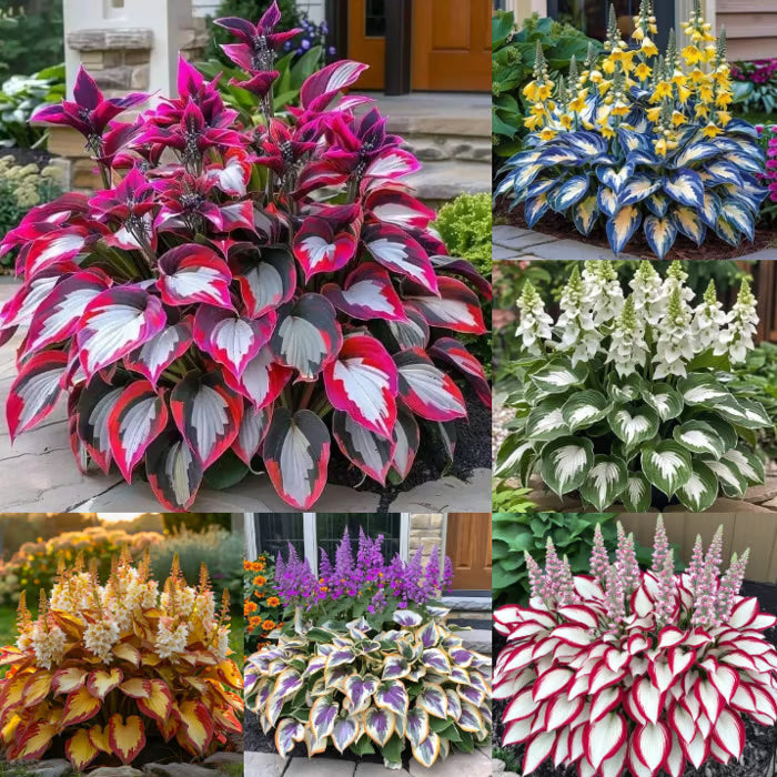 SVOZK® Premium Rare Hosta Seeds💐🔥1 Pack-100 Seeds "The Queen of the Shade Garden" - Freshly Packed, High Germination, Exotic Varieties