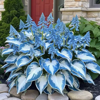 SVOZK® Premium Rare Hosta Seeds💖🔥1 Pack-100 Seeds"The Queen of the Shade Garden" - Freshly Packed, High Germination, Exotic Varieties