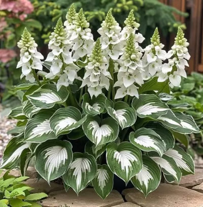 SVOZK® Premium Rare Hosta Seeds💖🔥1 Pack-100 Seeds"The Queen of the Shade Garden" - Freshly Packed, High Germination, Exotic Varieties