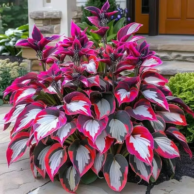 SVOZK® Premium Rare Hosta Seeds💐🔥1 Pack-100 Seeds "The Queen of the Shade Garden" - Freshly Packed, High Germination, Exotic Varieties