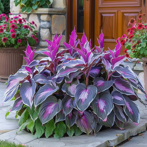 SVOZK® Premium Rare Hosta Seeds💐🔥1 Pack-100 Seeds "The Queen of the Shade Garden" - Freshly Packed, High Germination, Exotic Varieties