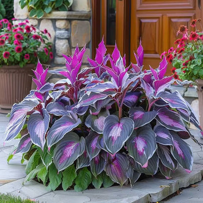 SVOZK® Premium Rare Hosta Seeds💐🔥1 Pack-100 Seeds "The Queen of the Shade Garden" - Freshly Packed, High Germination, Exotic Varieties