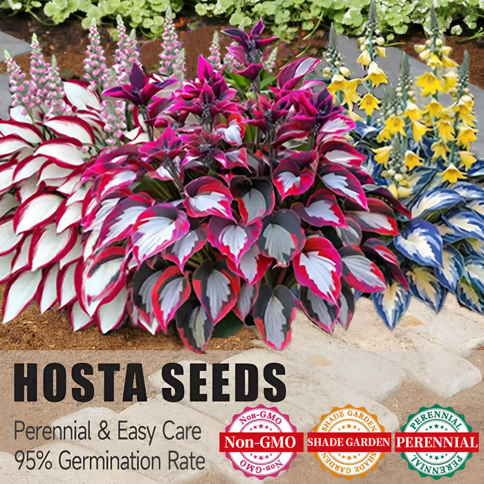 SVOZK® Premium Rare Hosta Seeds💖🔥1 Pack-100 Seeds"The Queen of the Shade Garden" - Freshly Packed, High Germination, Exotic Varieties