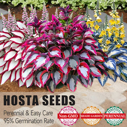 SVOZK® Premium Rare Hosta Seeds💐🔥1 Pack-100 Seeds "The Queen of the Shade Garden" - Freshly Packed, High Germination, Exotic Varieties