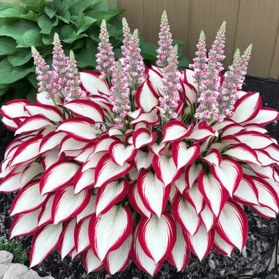 SVOZK® Premium Rare Hosta Seeds💐🔥1 Pack-100 Seeds "The Queen of the Shade Garden" - Freshly Packed, High Germination, Exotic Varieties