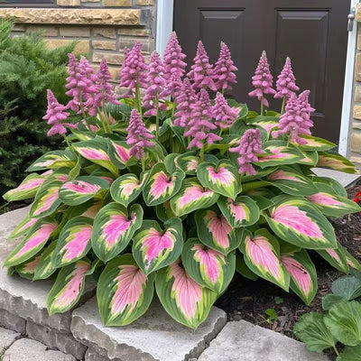 SVOZK® Premium Rare Hosta Seeds💖🔥1 Pack-100 Seeds"The Queen of the Shade Garden" - Freshly Packed, High Germination, Exotic Varieties
