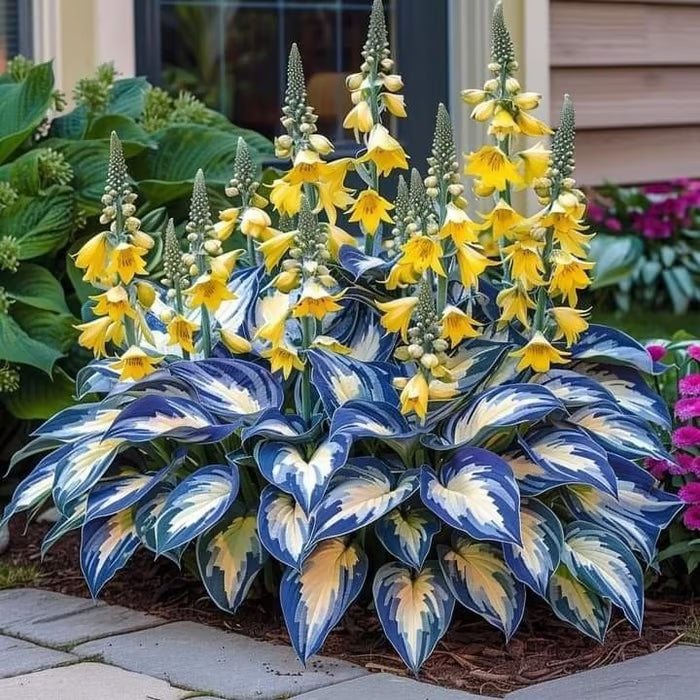 SVOZK® Premium Rare Hosta Seeds💐🔥1 Pack-100 Seeds "The Queen of the Shade Garden" - Freshly Packed, High Germination, Exotic Varieties