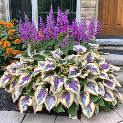 SVOZK® Premium Rare Hosta Seeds💐🔥1 Pack-100 Seeds "The Queen of the Shade Garden" - Freshly Packed, High Germination, Exotic Varieties