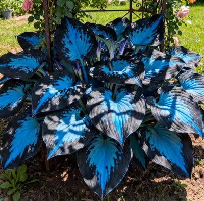 SVOZK® Premium Rare Hosta Seeds💖🔥1 Pack-100 Seeds"The Queen of the Shade Garden" - Freshly Packed, High Germination, Exotic Varieties