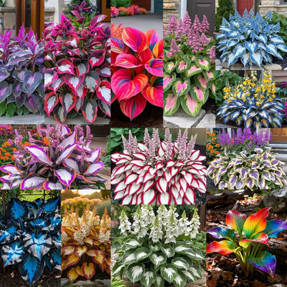 SVOZK® Premium Rare Hosta Seeds💐🔥1 Pack-100 Seeds "The Queen of the Shade Garden" - Freshly Packed, High Germination, Exotic Varieties