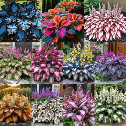 SVOZK® Premium Rare Hosta Seeds💐🔥1 Pack-100 Seeds "The Queen of the Shade Garden" - Freshly Packed, High Germination, Exotic Varieties