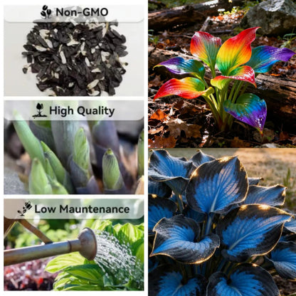 SVOZK® Premium Rare Hosta Seeds💐🔥1 Pack-100 Seeds "The Queen of the Shade Garden" - Freshly Packed, High Germination, Exotic Varieties