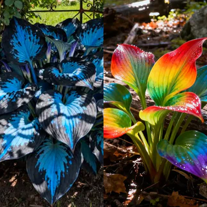 SVOZK® Premium Rare Hosta Seeds💐🔥1 Pack-100 Seeds "The Queen of the Shade Garden" - Freshly Packed, High Germination, Exotic Varieties